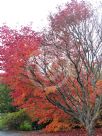 Acer japonicum Vitifolium