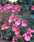 Diascia Little Dancer