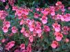 Diascia Little Dancer