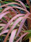 Phormium Jester