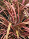 Phormium Jester