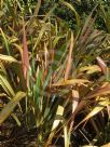 Phormium Jester