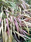 Phormium Jester