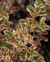 Coprosma Rainbow Surprise