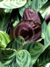 Calathea concinna