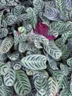 Calathea concinna