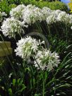 Agapanthus praecox Albiflorus