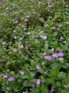 Scaevola albida Super Clusters