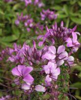 Cleome Senorita Rosalita