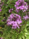 Cleome Senorita Rosalita