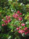 Escallonia Pink Pixi