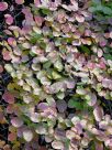 Cotinus coggygria Ancot