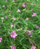 Gypsophila muralis Gypsy Deep Rose