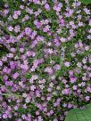 Gypsophila muralis Gypsy Deep Rose