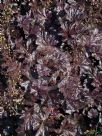 Heuchera Obsidian