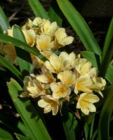 Clivia miniata citrina Hybrid Cultivars