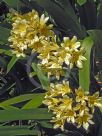 Clivia miniata citrina Hybrid Cultivars