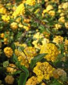 Lantana Balugold