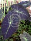 Colocasia esculenta Black Beauty