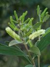 Acacia leiocalyx