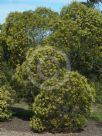 Acacia leiocalyx