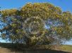 Acacia leiocalyx