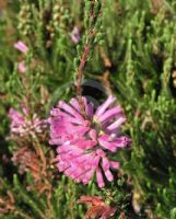 Erica verticillata