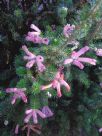 Erica verticillata