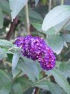 Buddleja davidii Black Knight