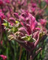 Anigozanthos Bush Pearl