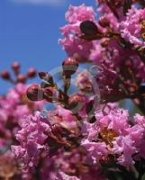 Lagerstroemia Sioux