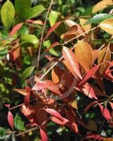 Syzygium luehmannii Pink Tips