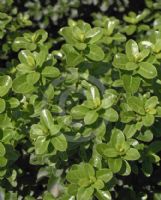 Pittosporum tenuifolium Green Pillar