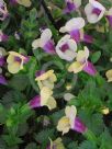 Torenia fournieri Yellow Moon