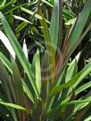 Cordyline stricta Congesta