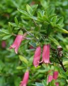 Correa Dusky Bells