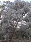 Eucalyptus cinerea triplex