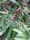 Banksia integrifolia compar