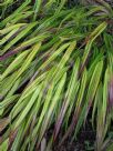 Hakonechloa macra Alboaurea