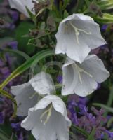 Campanula persicifolia Alba