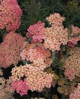 Achillea Salmon Beauty