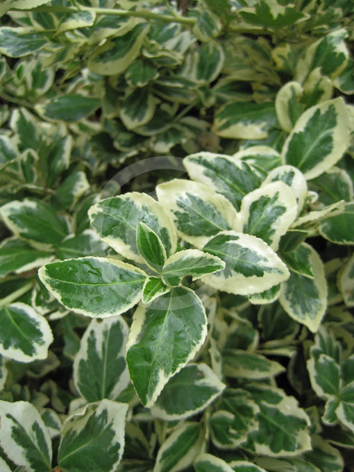 Plants Blog Euonymus Fortunei Spindle Emerald N Gold