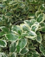 Euonymus fortunei radicans Variegatus