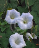 Calystegia tuguriorum