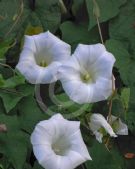 Calystegia tuguriorum