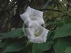 Calystegia tuguriorum