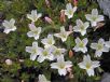 Epilobium macropus