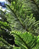 Araucaria subulata