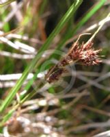 Carex solandri