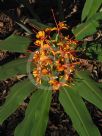 Hedychium coccineum Tara